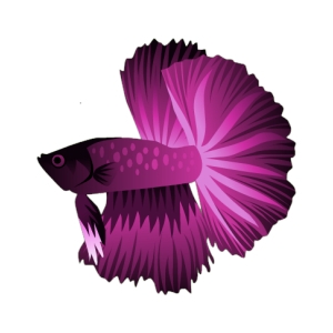 Electric Pink Betta